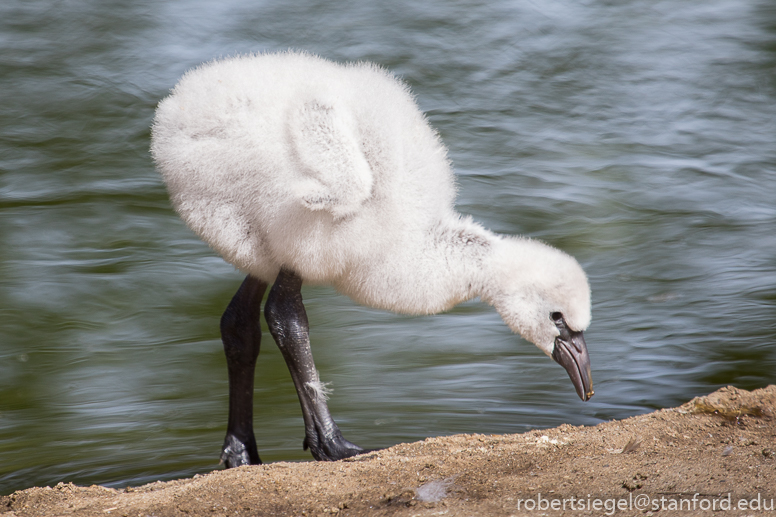flamingo - sf zoo